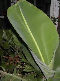 Banana Leaves